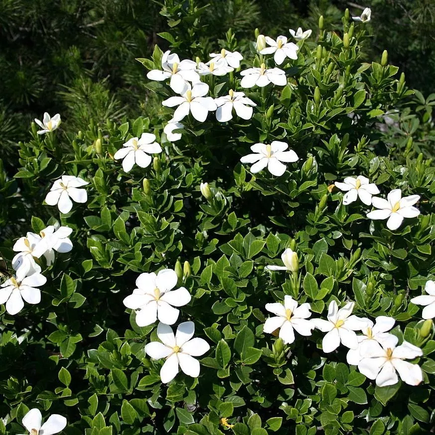 Common Gardenia, Cape Jasmine