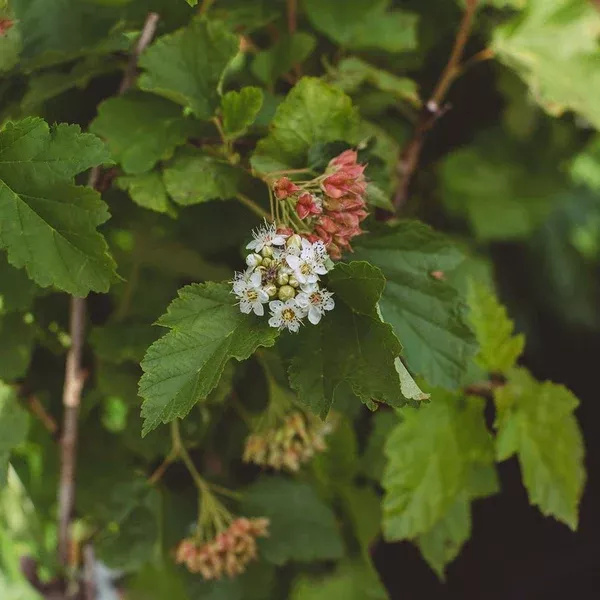 Common Ninebark # 2 Cg