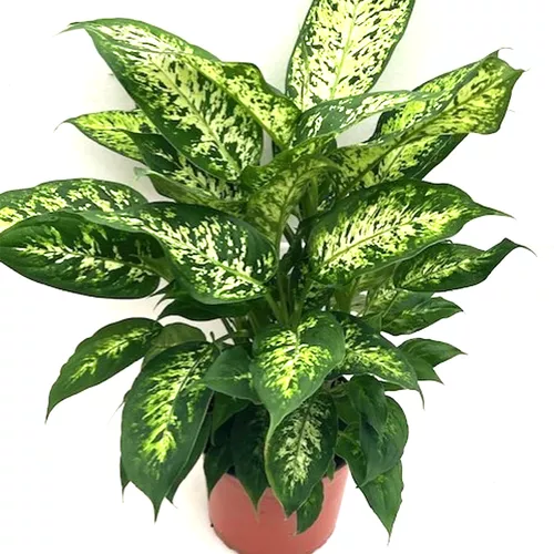 Compact Dieffenbachia