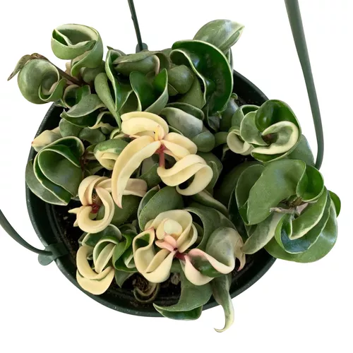 Compact Variegated Hoya