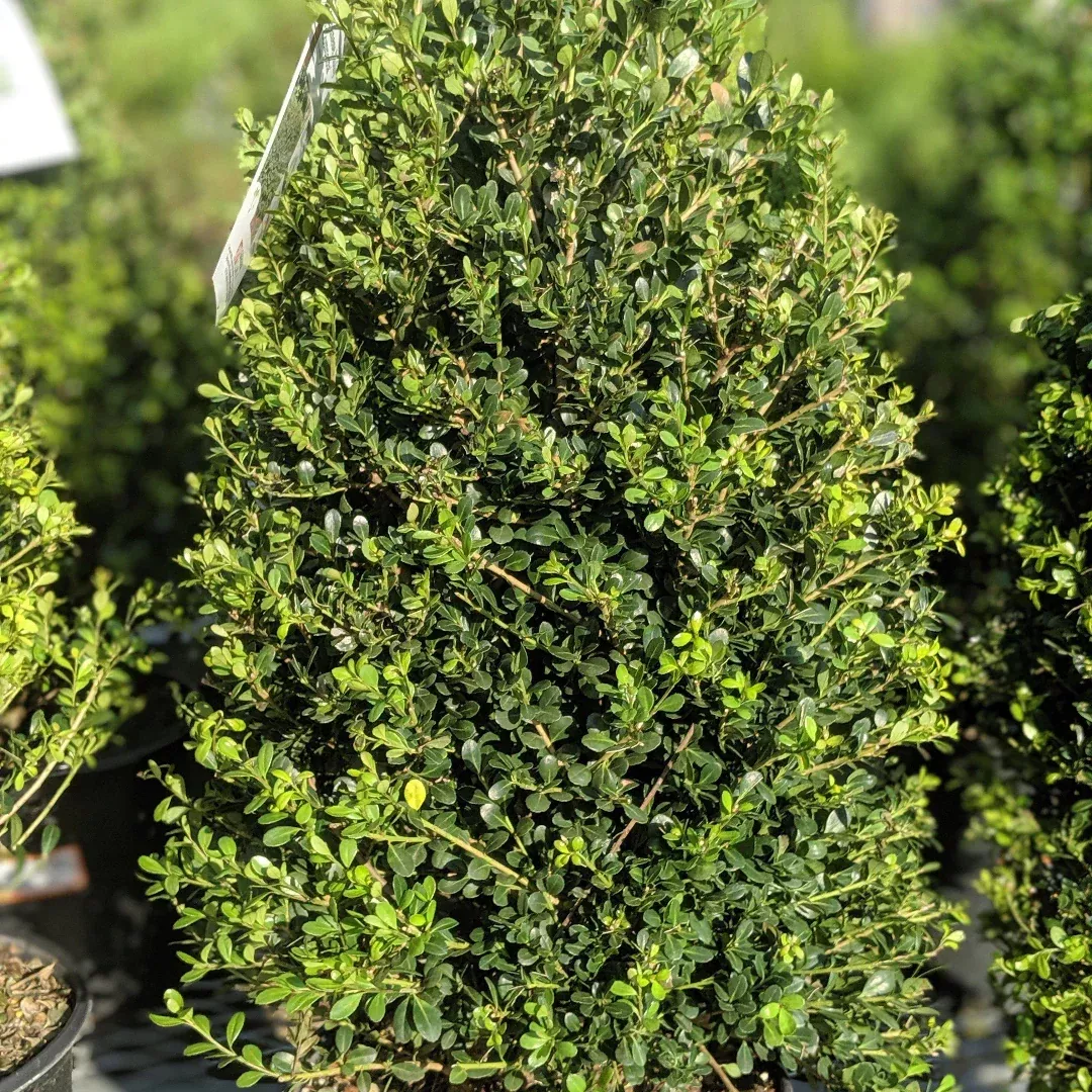 Compacta Japanese Holly Shrub | Pixies Gardens