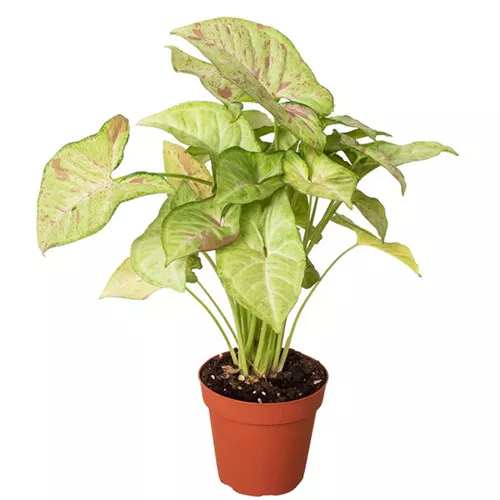 Confetti Syngonium