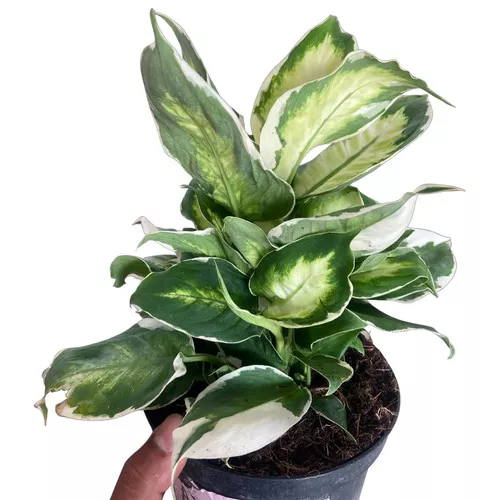 Cool Beauty Dieffenbachia