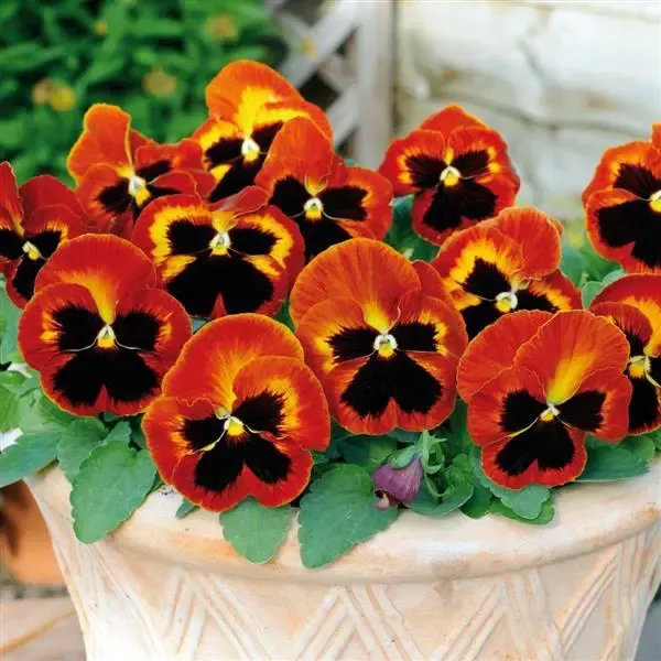 Cool Wave Fire Spreading Pansy