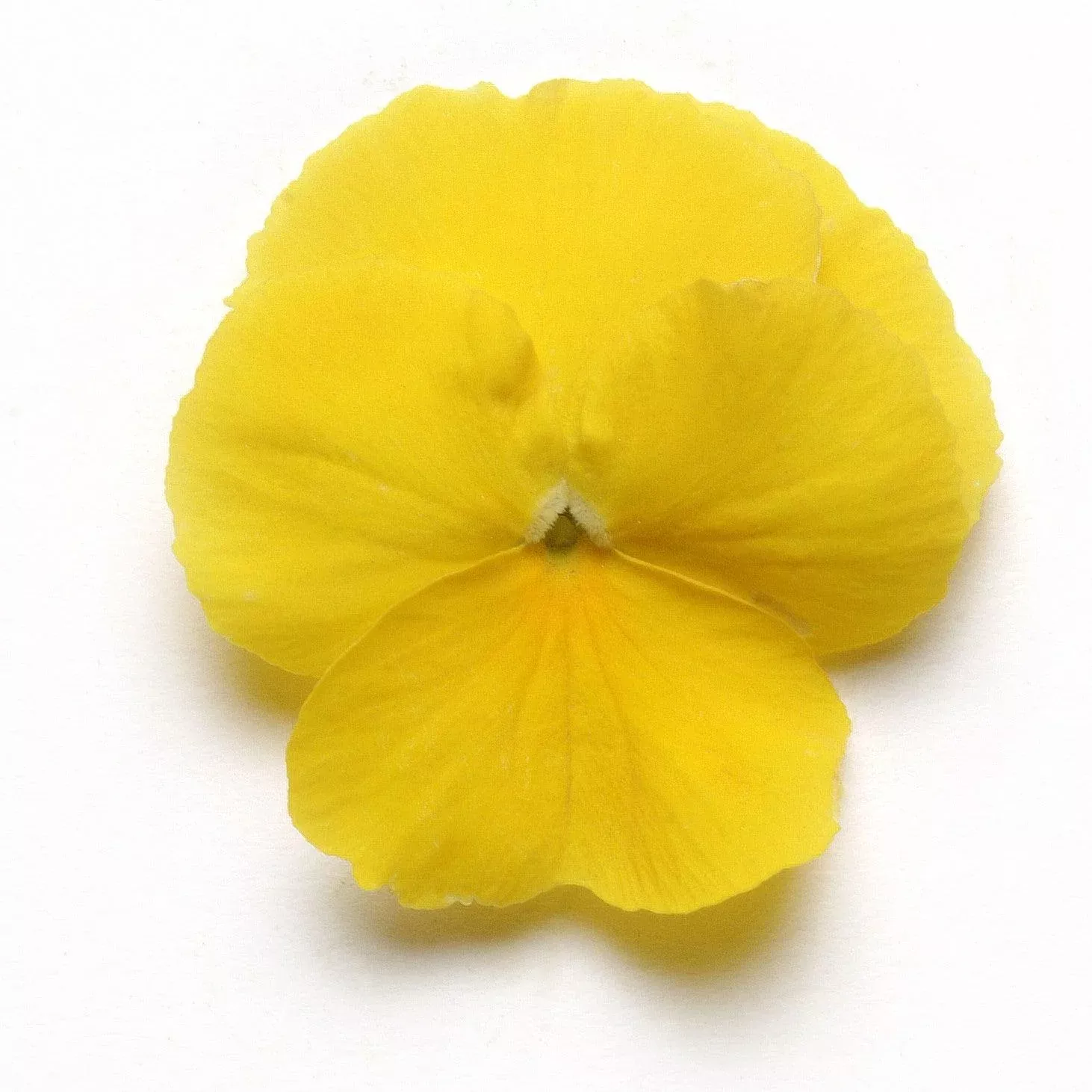 Cool Wave Yellow Pansy