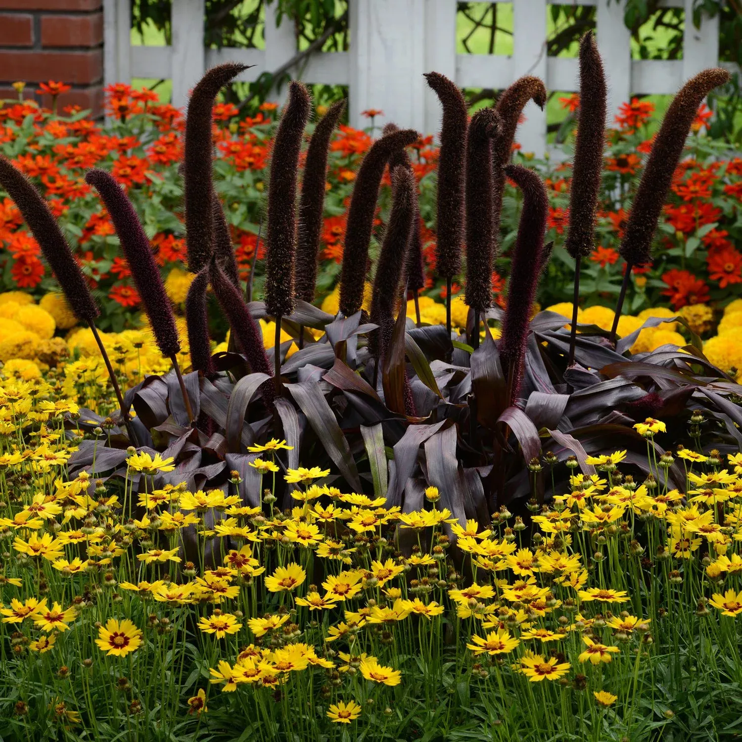 'Copper Prince' Millet (Pennisetum)