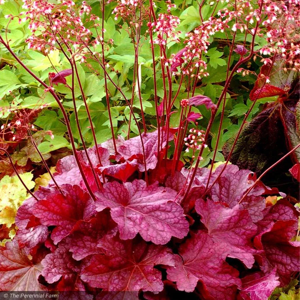 Coral Bells, Berry Smoothie #1
