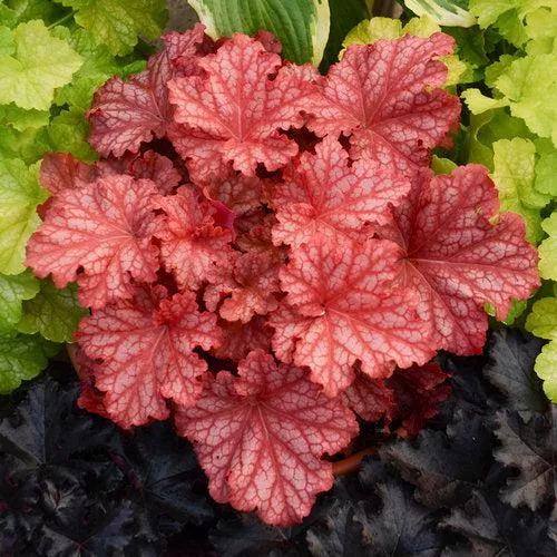 Coral Bells, Primo Peachberry Ice Heuchera