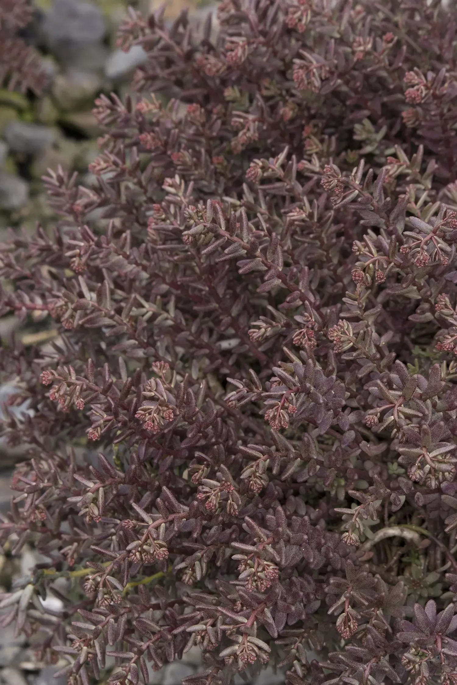 Coral Carpet Sedum