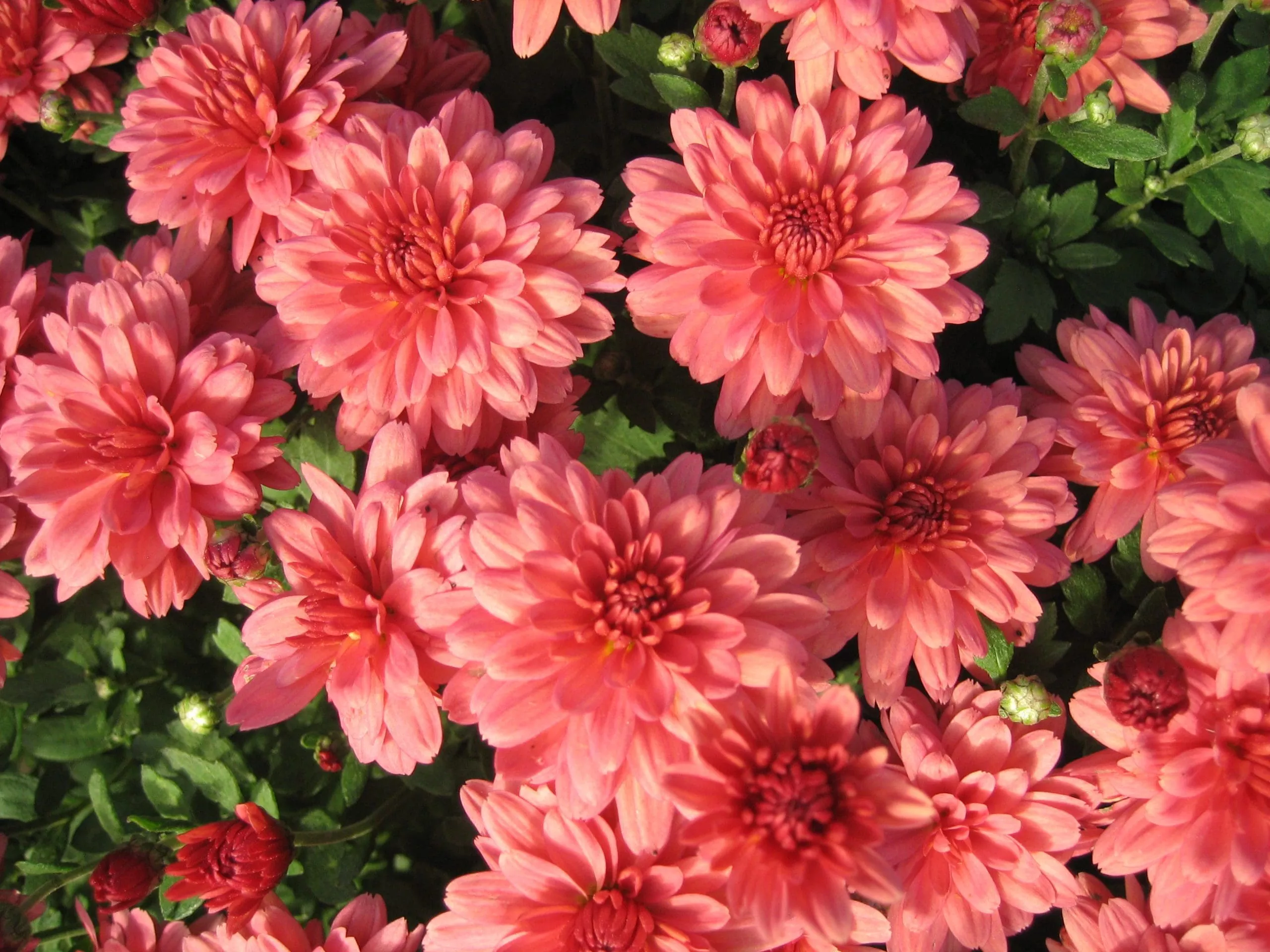 Coral/Salmon Mum