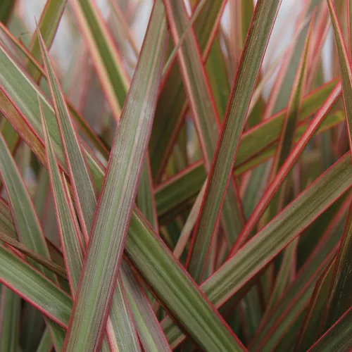 Cordylena Ruby Madagascar Dragon Tree