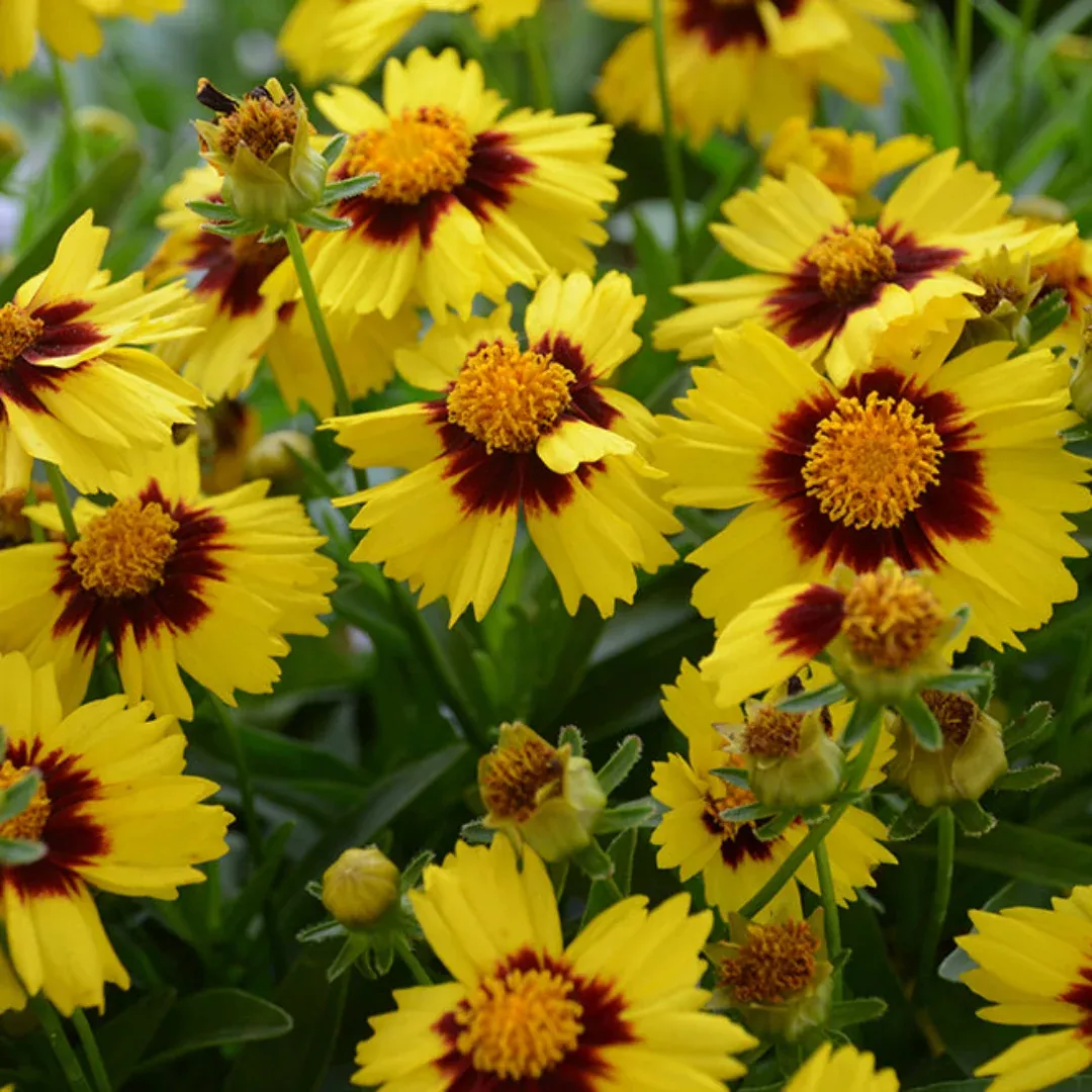 Coreopsis Hybrida 'Uptick Yellow and Red' - [EG]