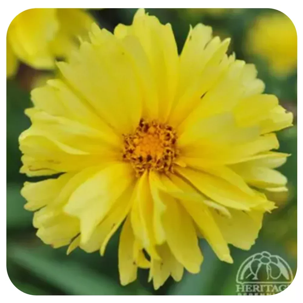 Coreopsis 'Leading Lady Charlize'