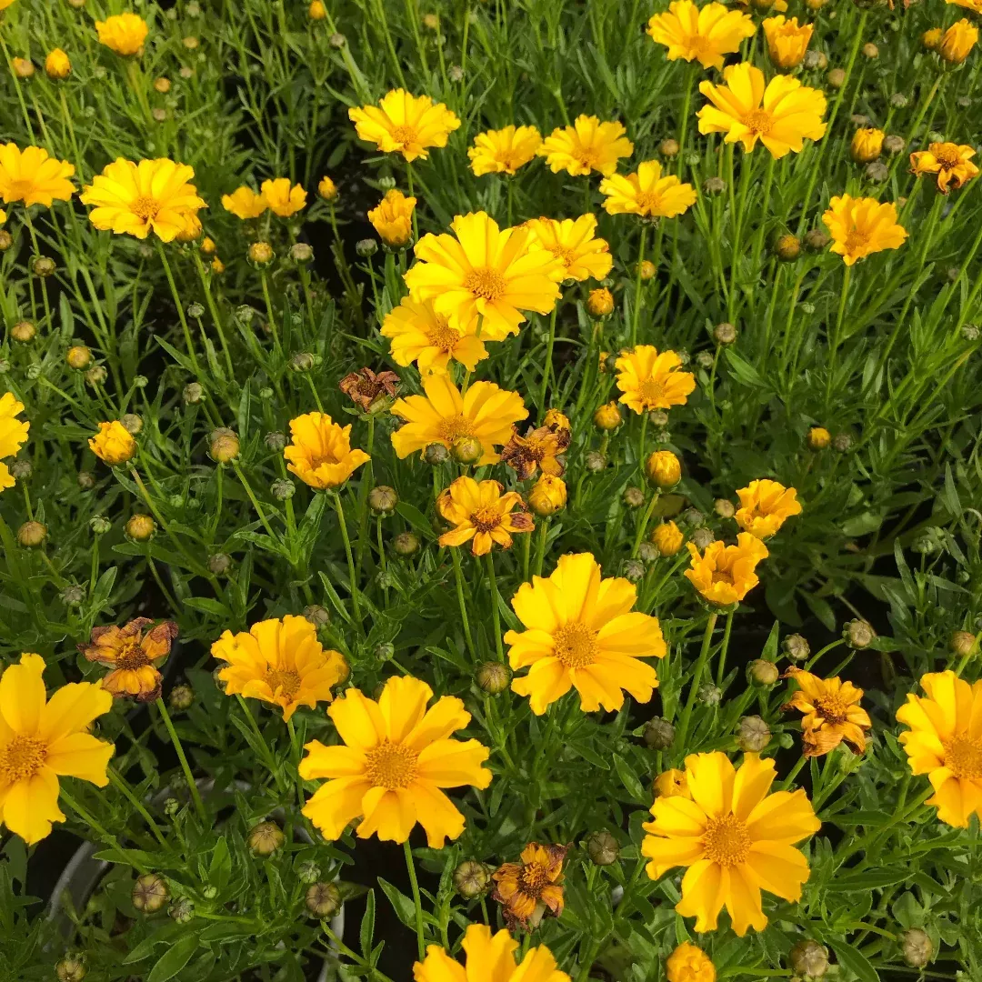 Coreopsis Li'l Bang™ 'Goldilocks' Tickseed - [EG]