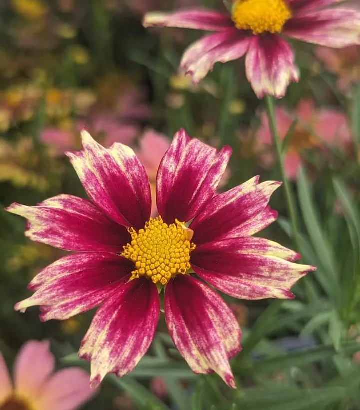 Coreopsis Li`L Bang `Starlight`