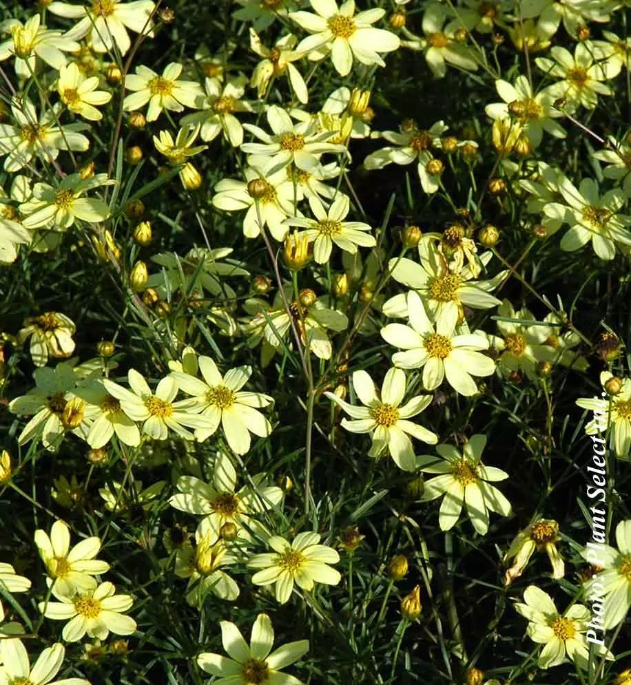 Coreopsis 'Moonbeam'