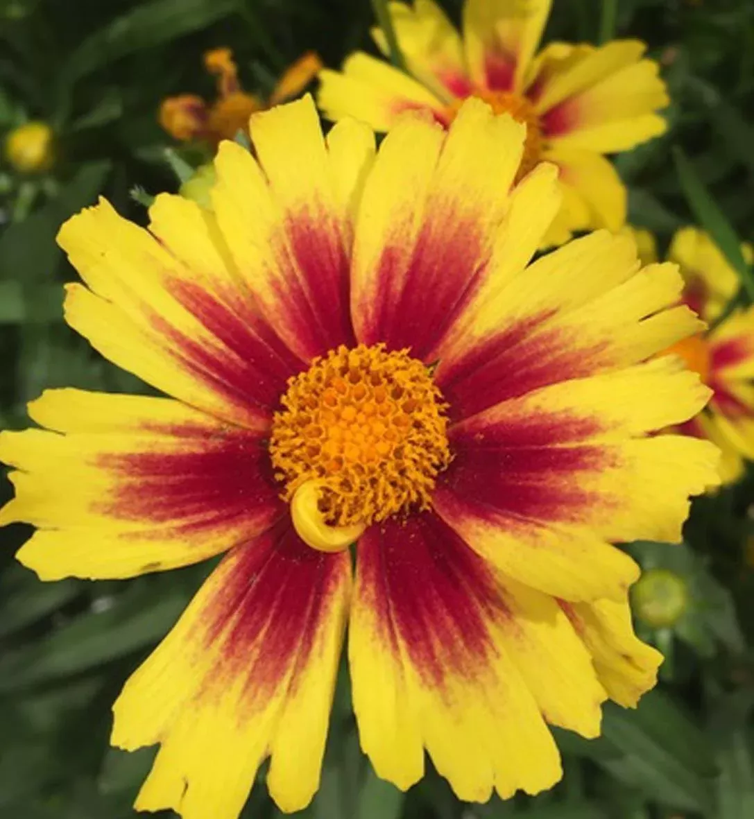 Coreopsis Uptick™ 'Gold & Bronze'