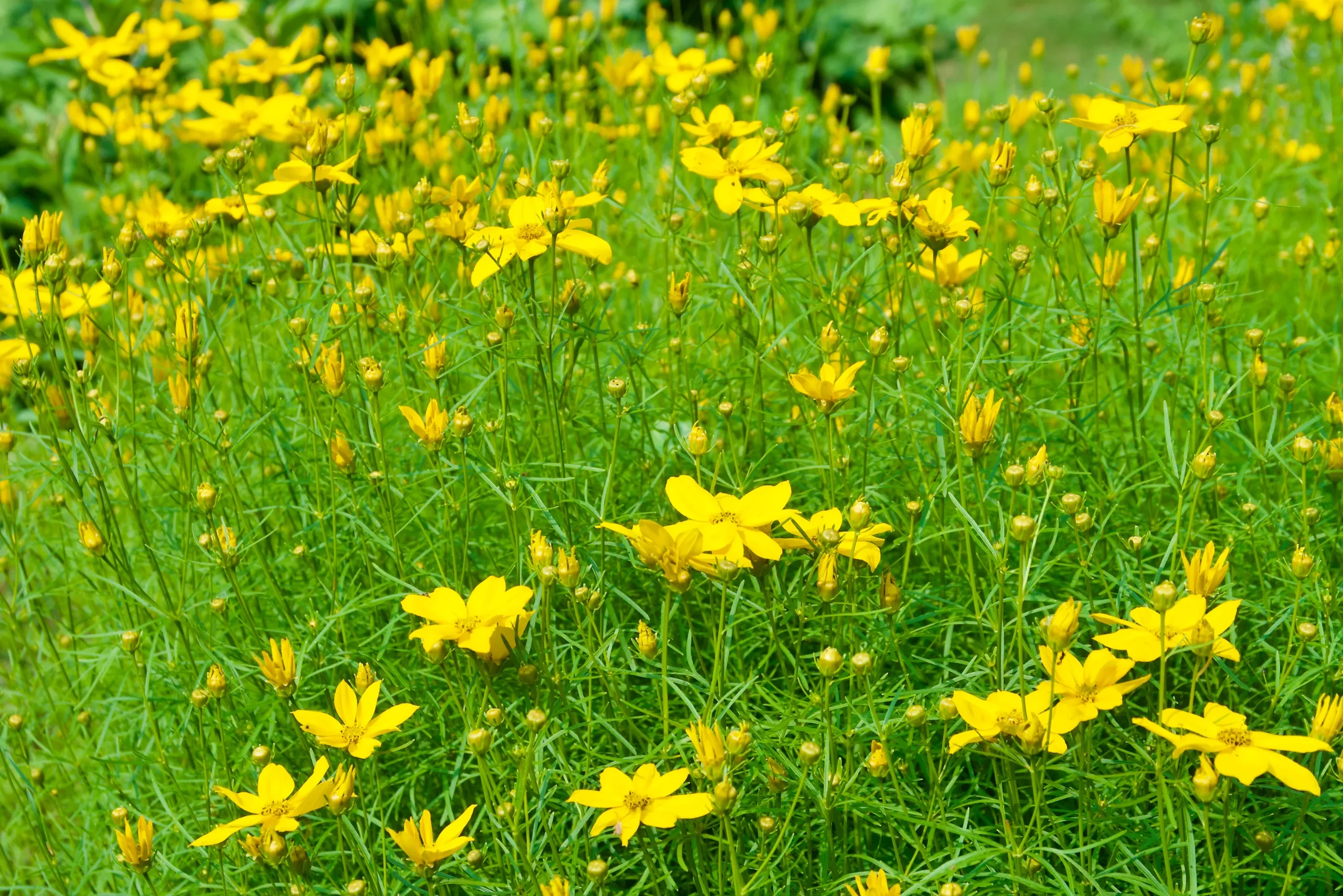 Coreopsis verticillata'Golden Gain'