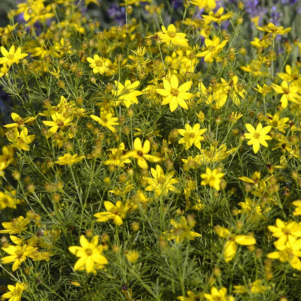 Coreopsis Verticillata `Zagreb`
