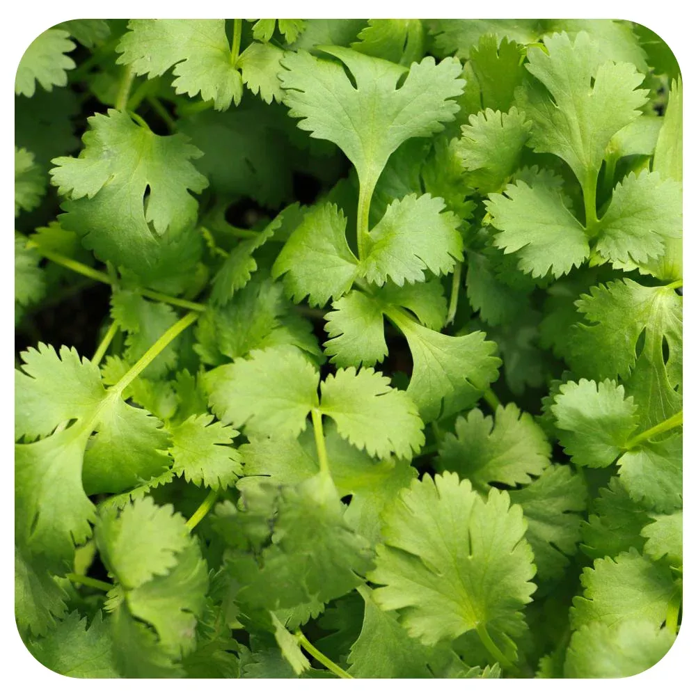 Coriander/ Cilantro