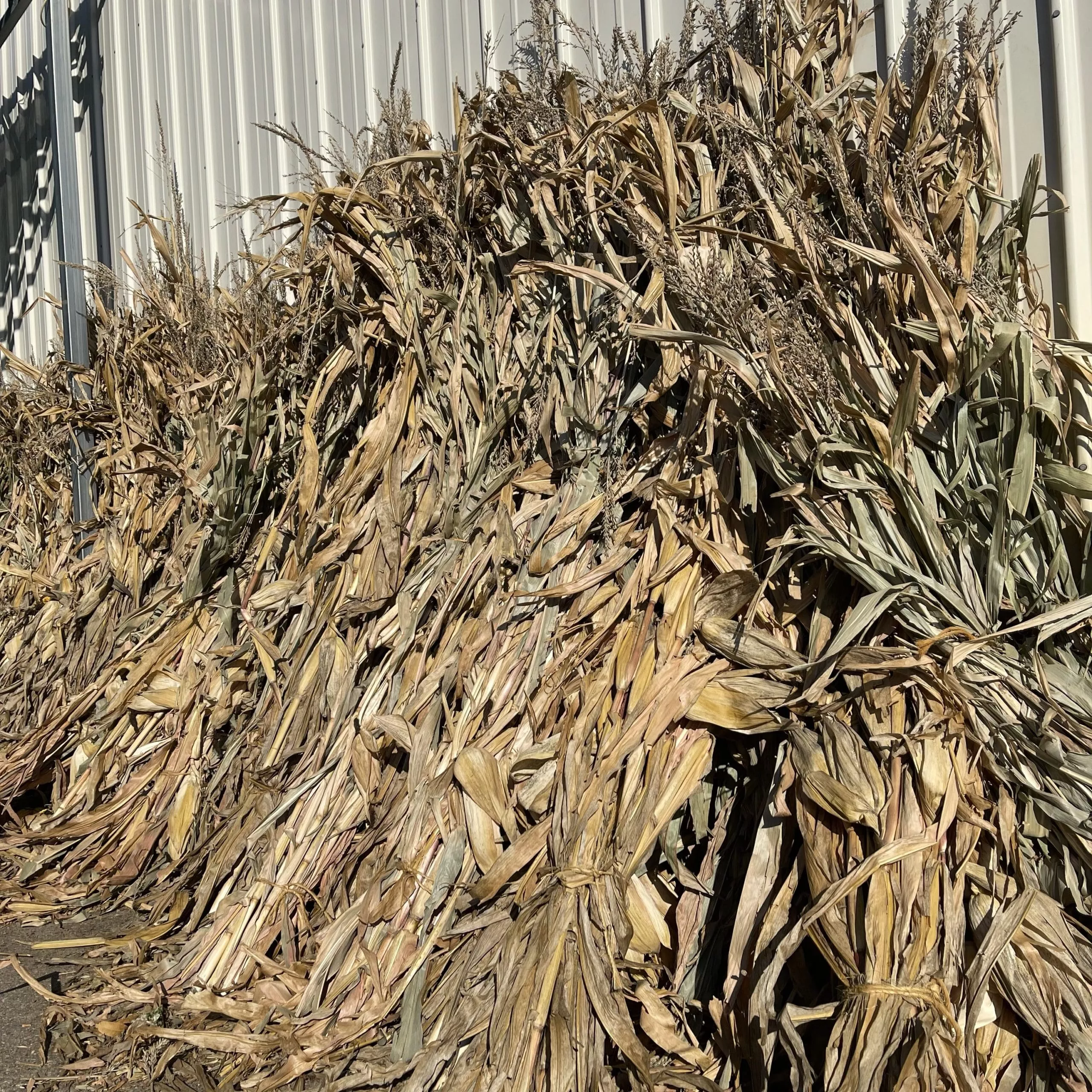 CORN SHOCKS