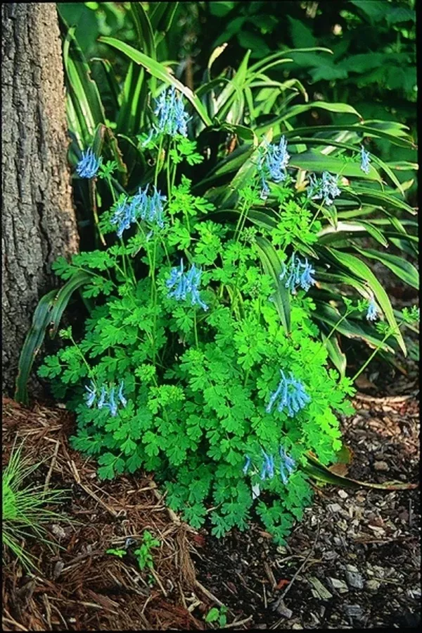 Corydalis 'Blue Panda'
