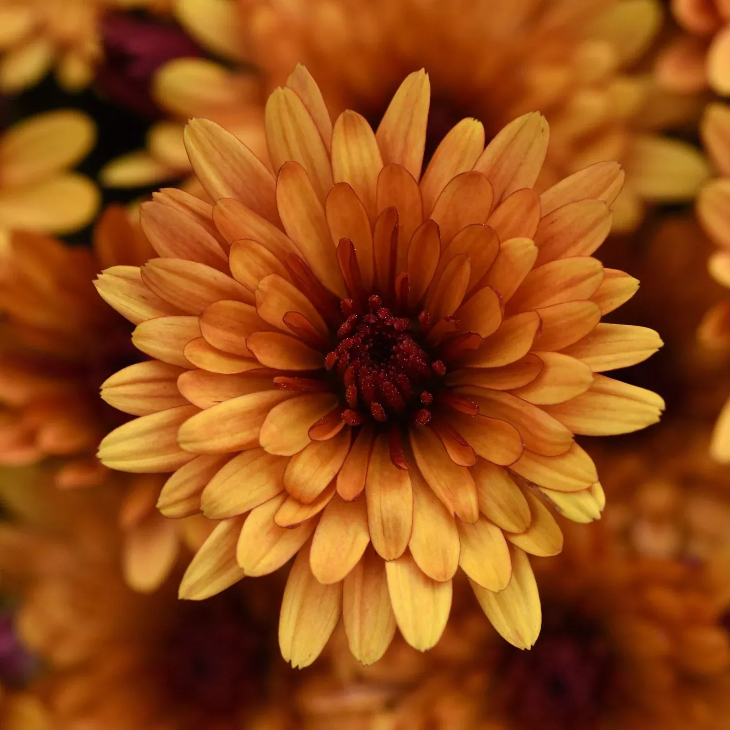 'Cosmic Meteor Bronze' Garden Mum (Chrysanthemum)