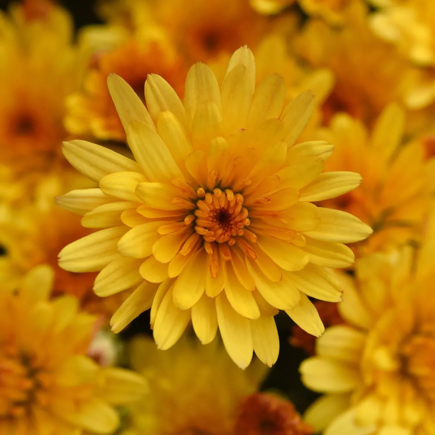 'Cosmic Solar Yellow' Garden Mum (Chrysanthemum)