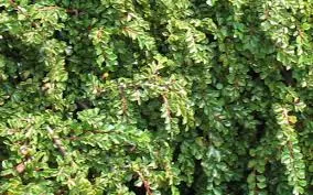 Cotoneaster, Little Gem Cotoneaster