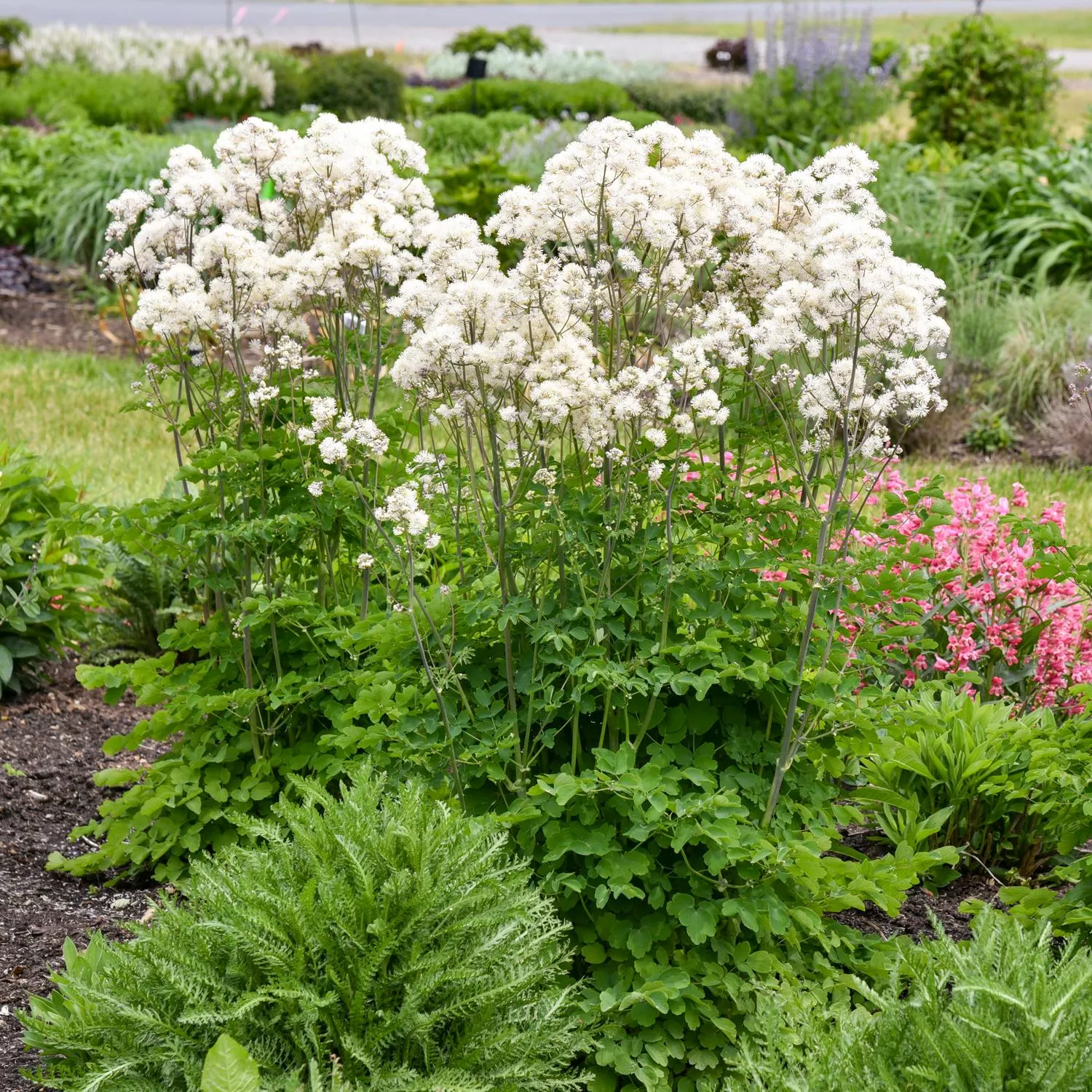 'Cotton Ball' Meadow Rue (Thalictrum)