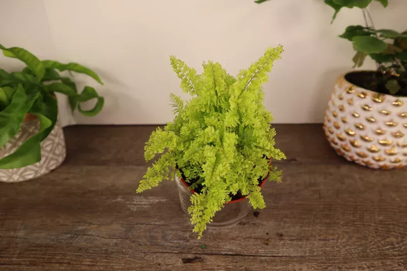 Cotton Candy Fern Live Plant – Nephrolepis Exaltata – 4 Inch Pot – Indoor Fern