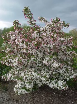 Crabapple, Sargent Crabapple