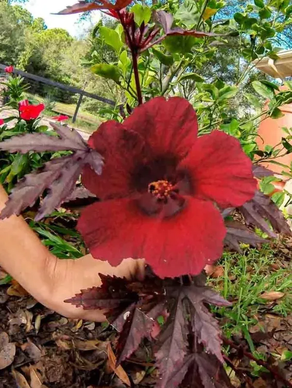 Cranberry Hibiscus Live Plant Set – 4 Plants, 4-6″ Tall – Red Flowering
