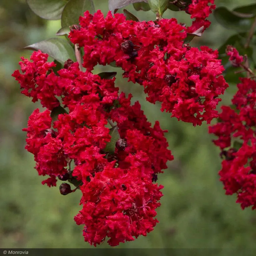 Crape Myrtle, Dynamite 10'-12'