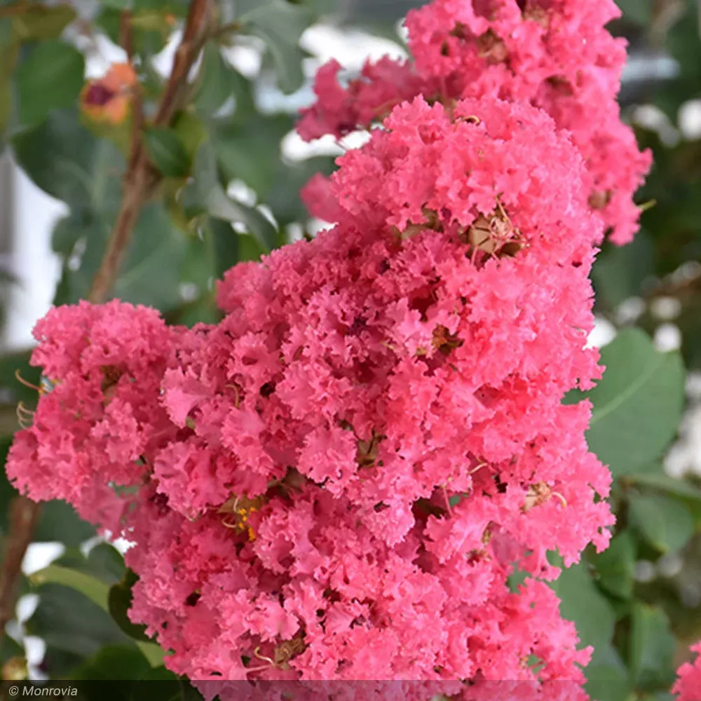 Crape Myrtle, Tuskegee 8'-10' B&B