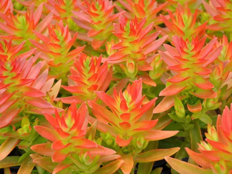 Crassula Capitella Campfire Succulent – 3 Live 2″ Unrooted Plant Cuttings, Red Foliage