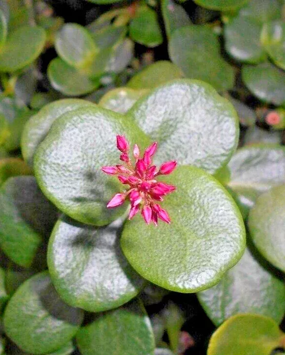 Crassula Multicava ‘Green Fairy Jade’ Succulent Cuttings – 2 Live 2″ Unrooted Cuttings