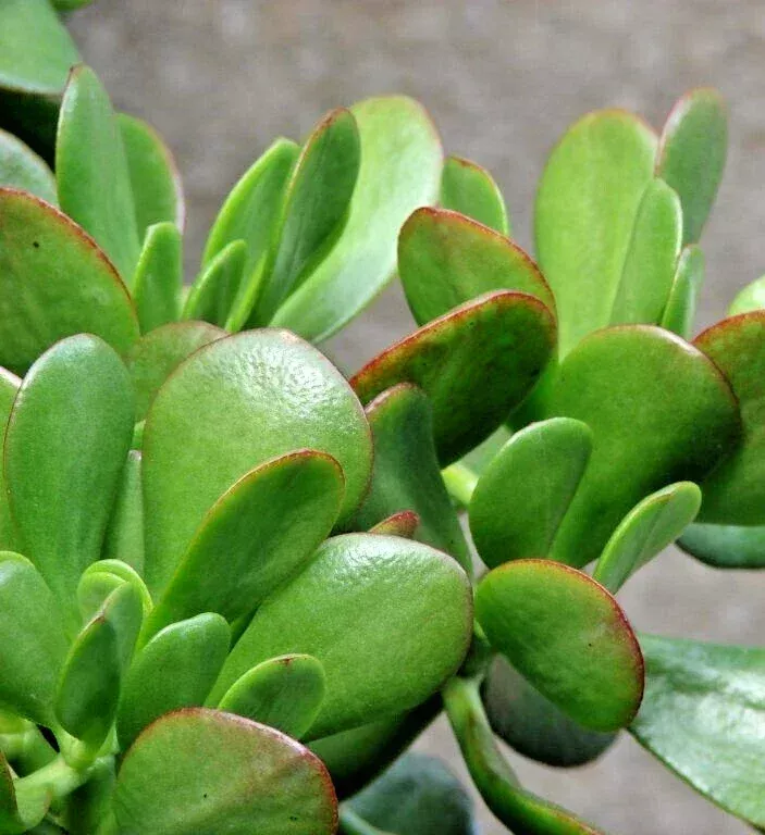 Crassula Ovata Green Jade Money Plant Cuttings – 3 Live 4″ Unrooted Succulents
