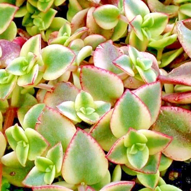 Crassula Perforata Variegated String of Buttons Succulent Live Plant, 2x 1″ Plants