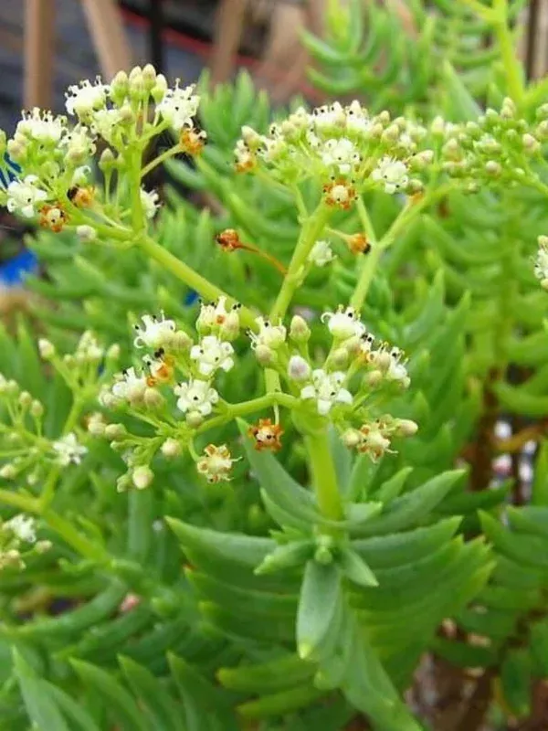 Crassula Tetragona Pine Tree Succulent Live Plant, 2-4″ Rooted, Bonsai