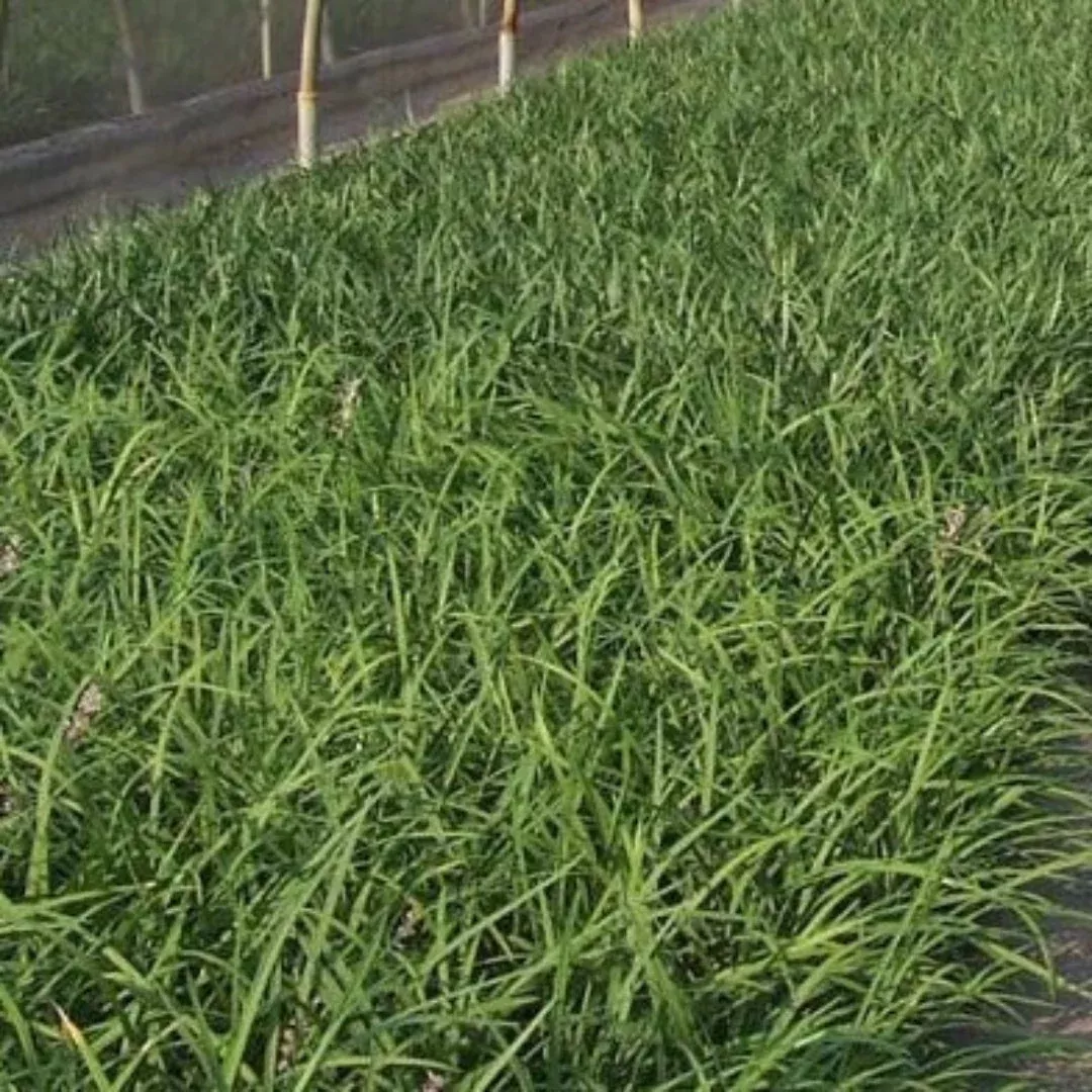 Creeping Lilyturf – Fast-Spreading Evergree | Pixies Gardens