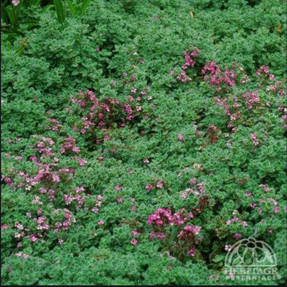 Creeping thyme 'Elfin'