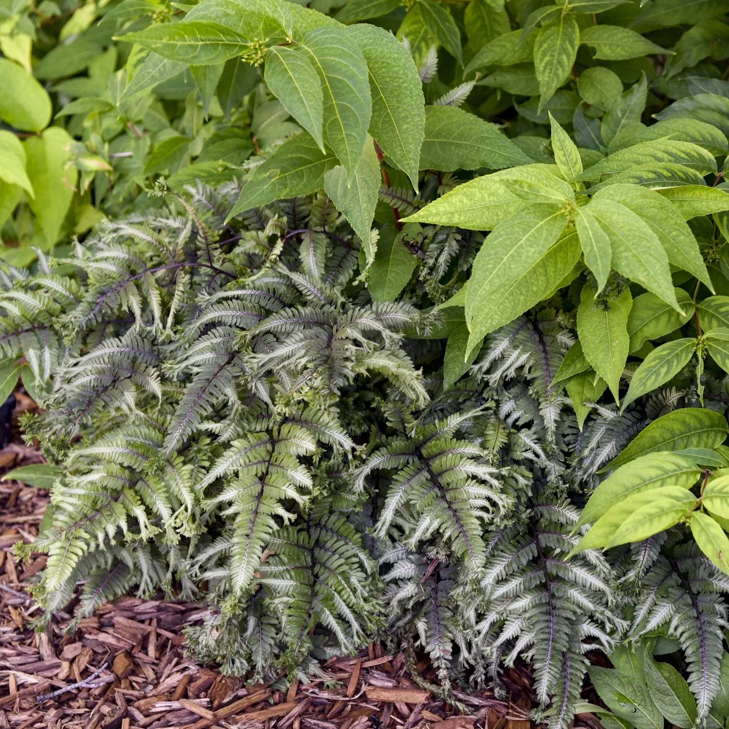 'Crested Surf' Japanese Painted Fern (Athyrium)