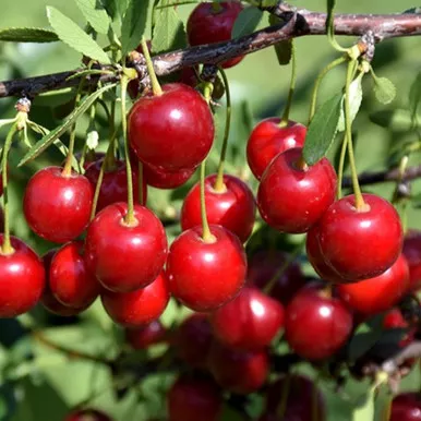 Crimson Passion Cherry Bush