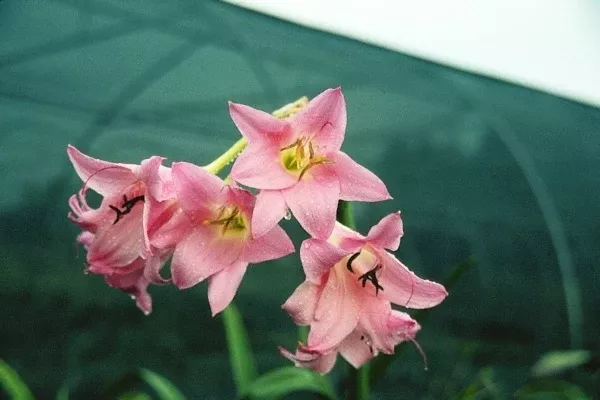 Crinum 'Emma Jones'