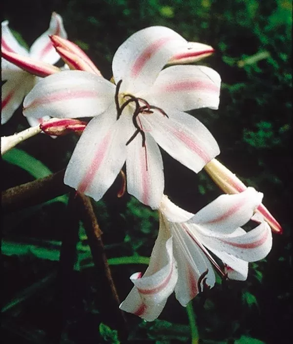 Crinum 'Empress of India'