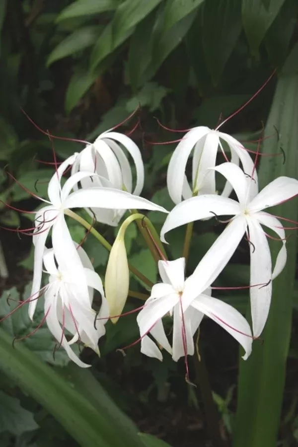 Crinum erubescens