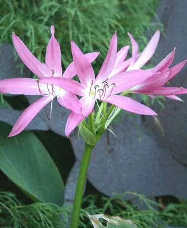 Crinum 'Hannibal's Dwarf'