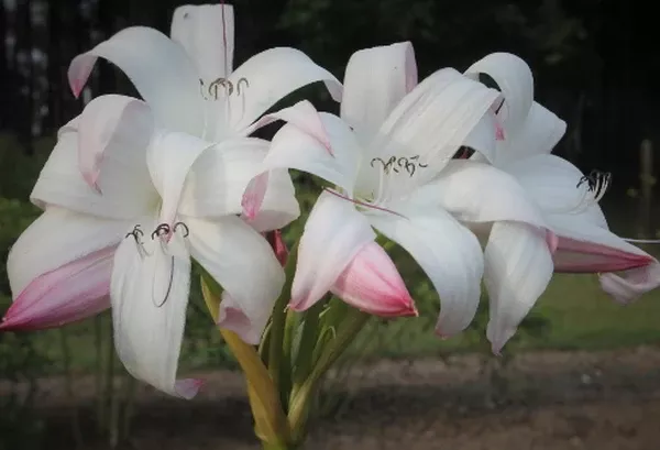 Crinum 'Mrs. James Hendry'