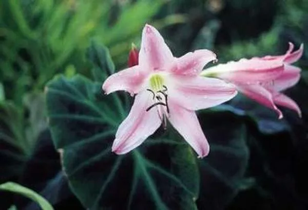 Crinum 'Walter Flory'